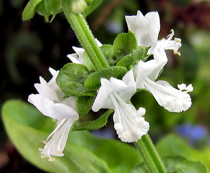 Fiori e foglie